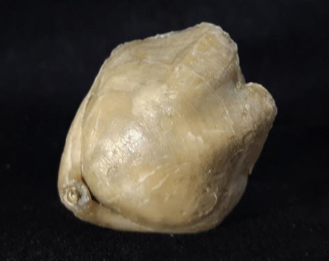 Sellithyris subsella LEYMERIE 1846 - Bild © FossNet FossilienStore
